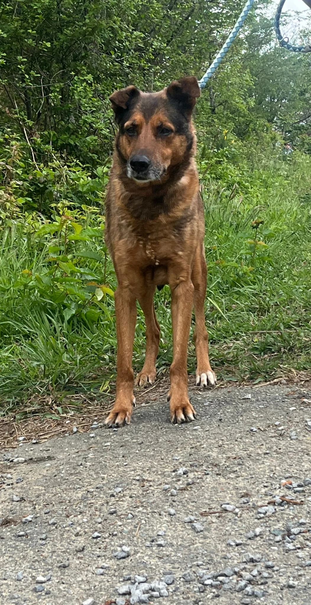 MIA PASTORE, female senior mixed breed for adoption at Associazione UNA — Genova, Genova