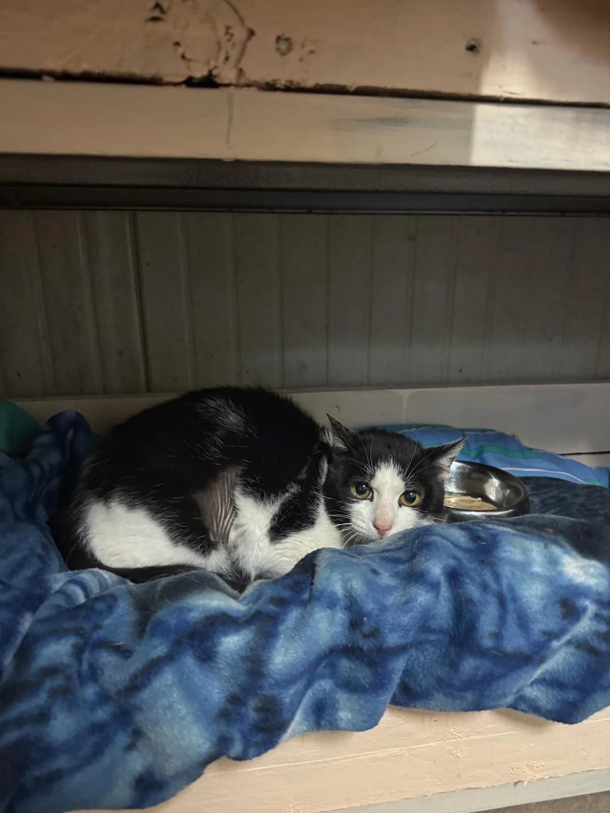 BIMBA, female senior European Shorthair for adoption at Associazione UNA — Genova, Genova