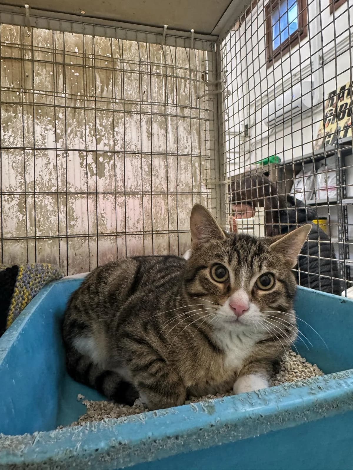 WILL, male puppy European Shorthair for adoption at Associazione UNA — Genova, Genova