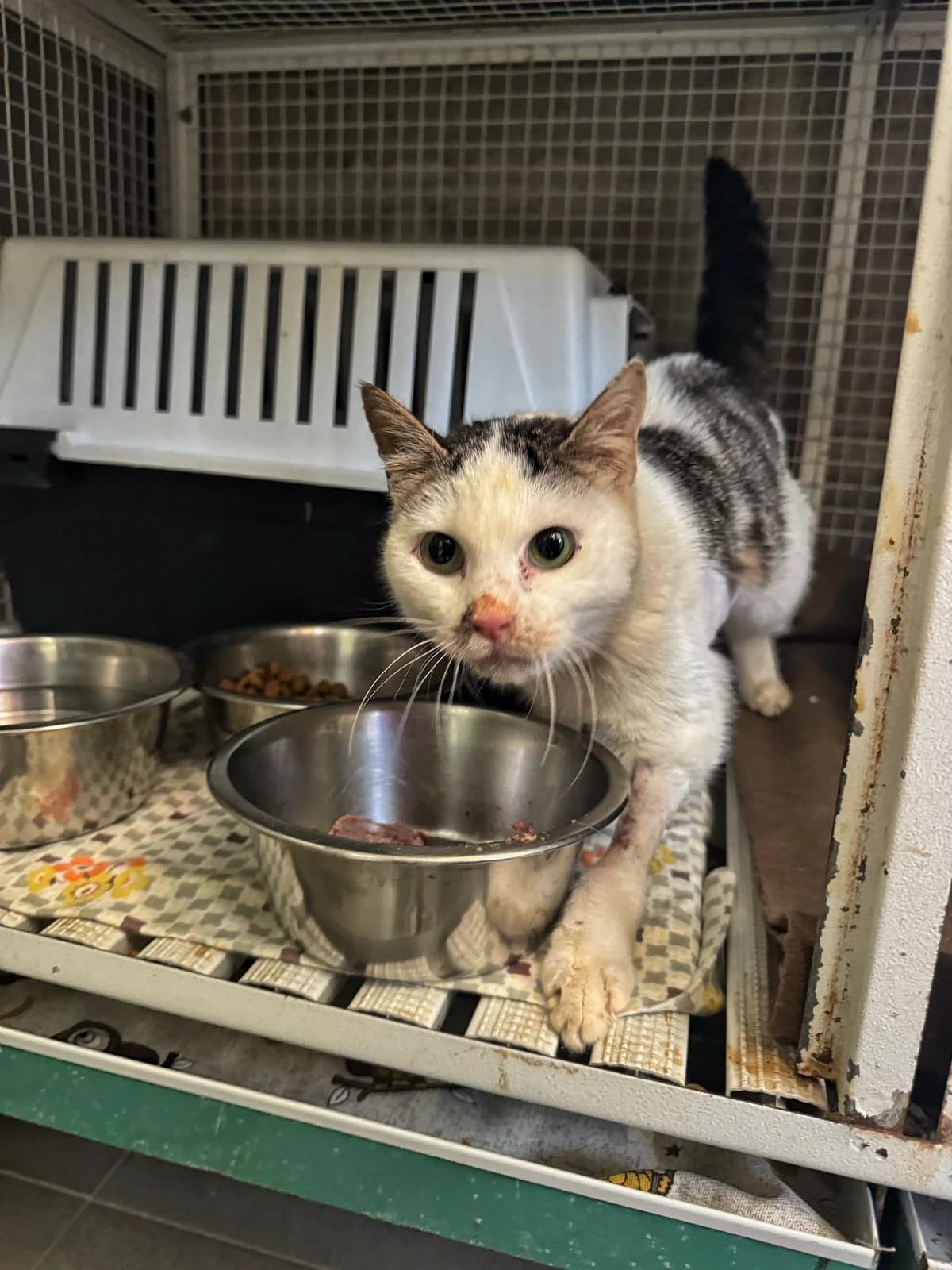 EMILY, female senior European Shorthair for adoption at Associazione UNA — Genova, Genova