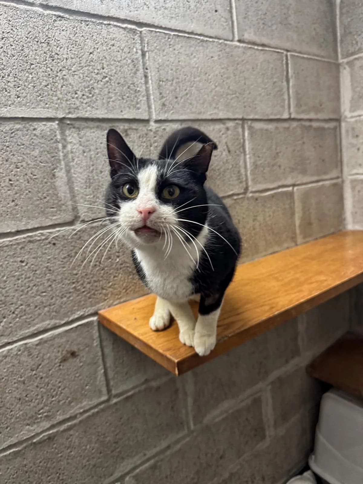 GREG, male senior European Shorthair for adoption at Associazione UNA — Genova, Genova