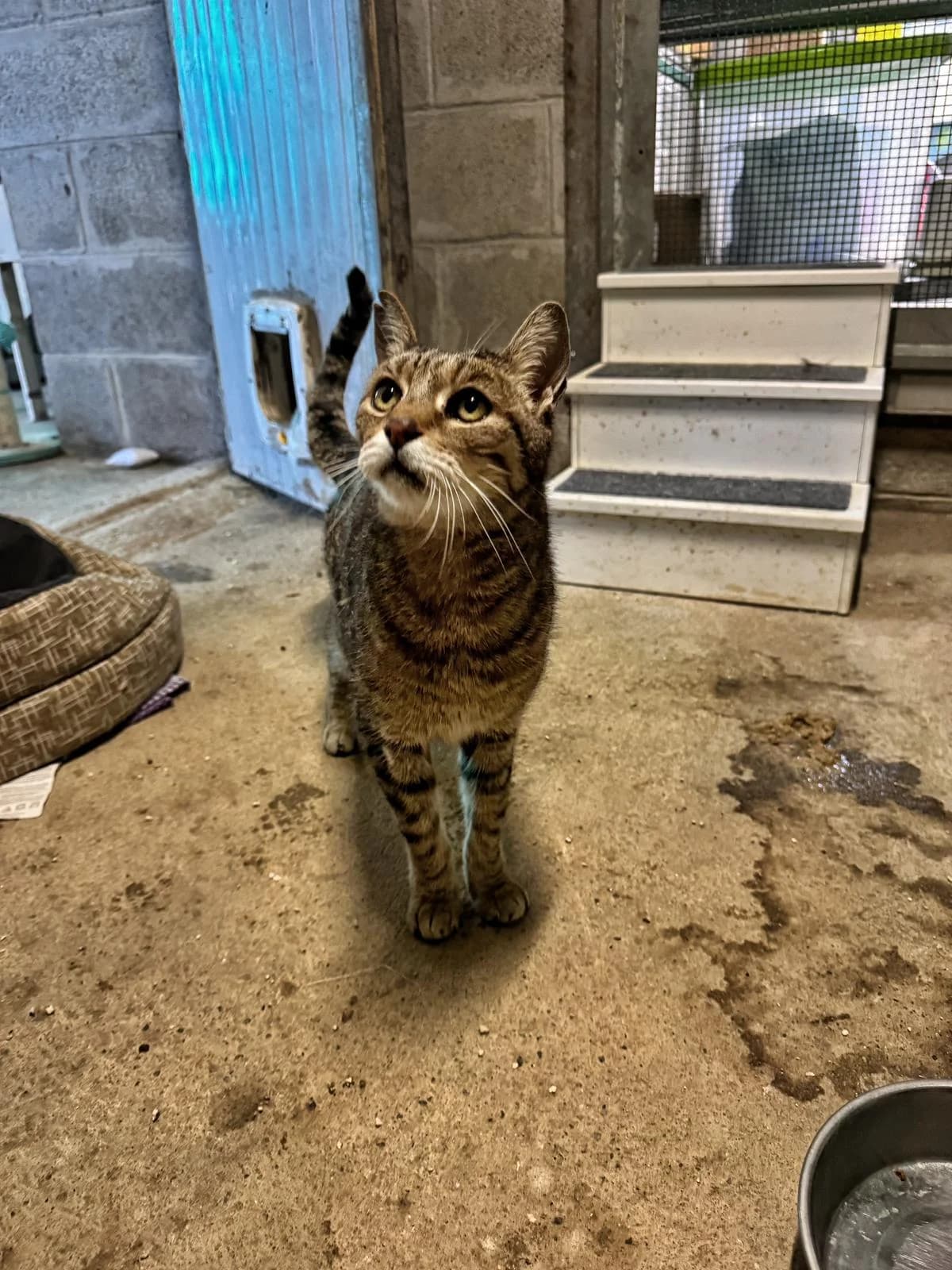 PIXEL, male senior European Shorthair for adoption at Associazione UNA — Genova, Genova