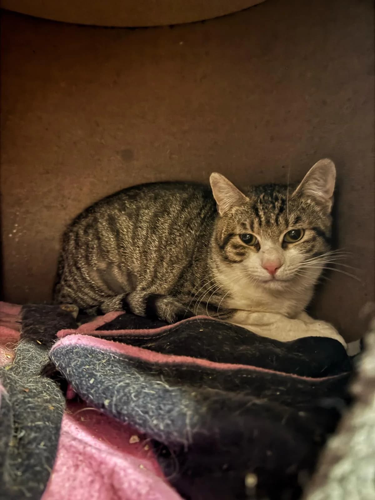 KAI, male young European Shorthair for adoption at Associazione UNA — Genova, Genova