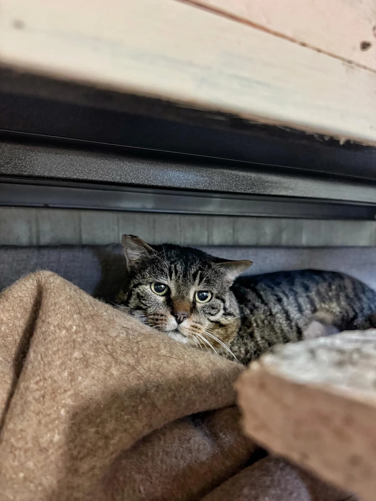 TIGROTTO, male 7yo European Shorthair for adoption at Associazione UNA — Genova, Genova