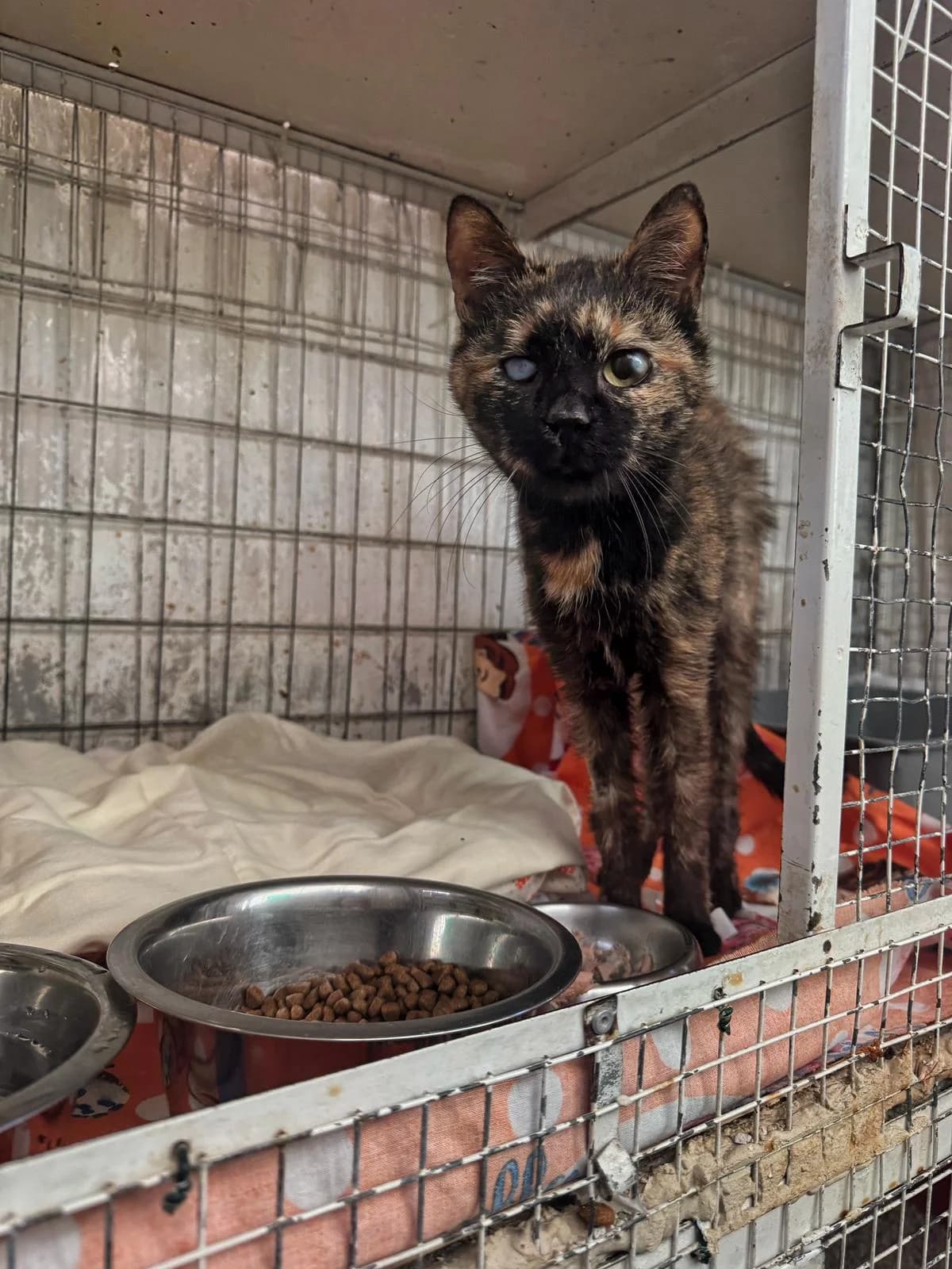 DEA, female senior European Shorthair for adoption at Associazione UNA — Genova, Genova