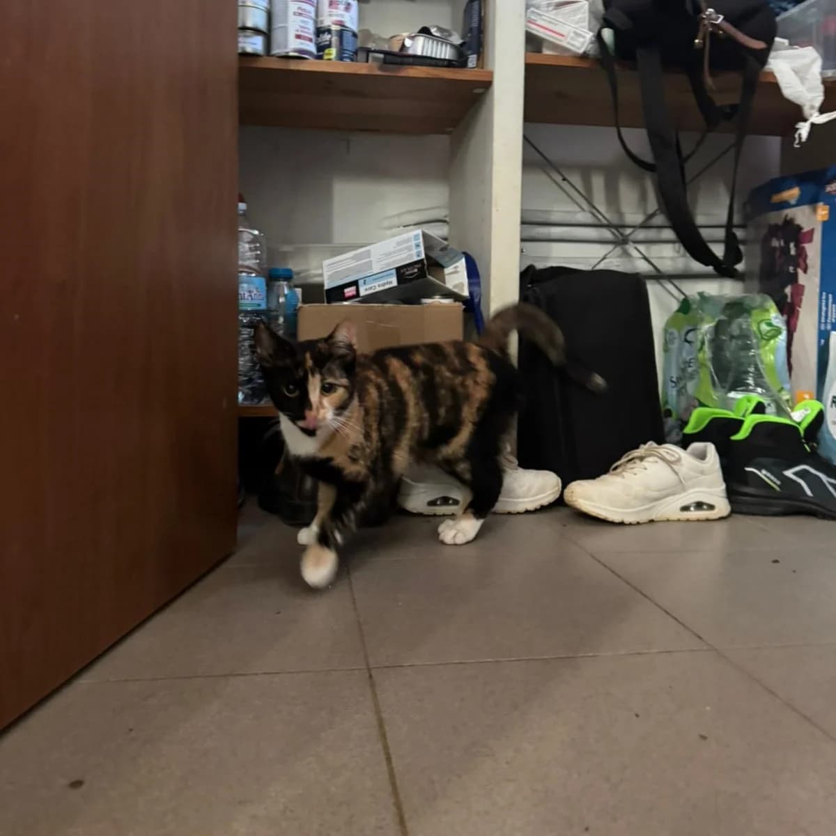 TRILLI, female young European Shorthair for adoption at Associazione UNA — Genova, Genova