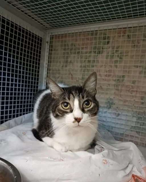 BENEDETTO, male European Shorthair for adoption at Associazione UNA — Genova, Genova