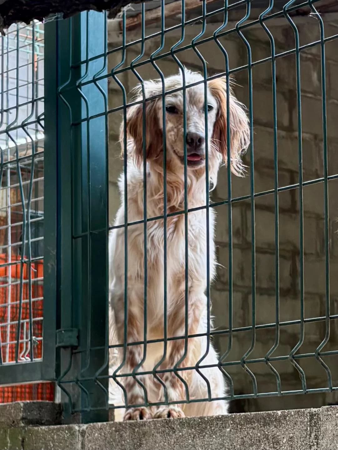 UEFA, female young mixed breed for adoption at Associazione UNA — Genova, Genova