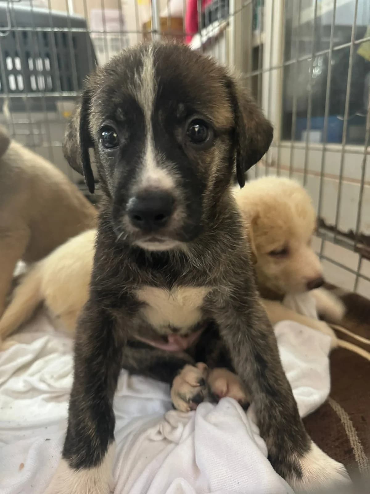 PITON, male young mixed breed for adoption at Associazione UNA — Genova, Genova