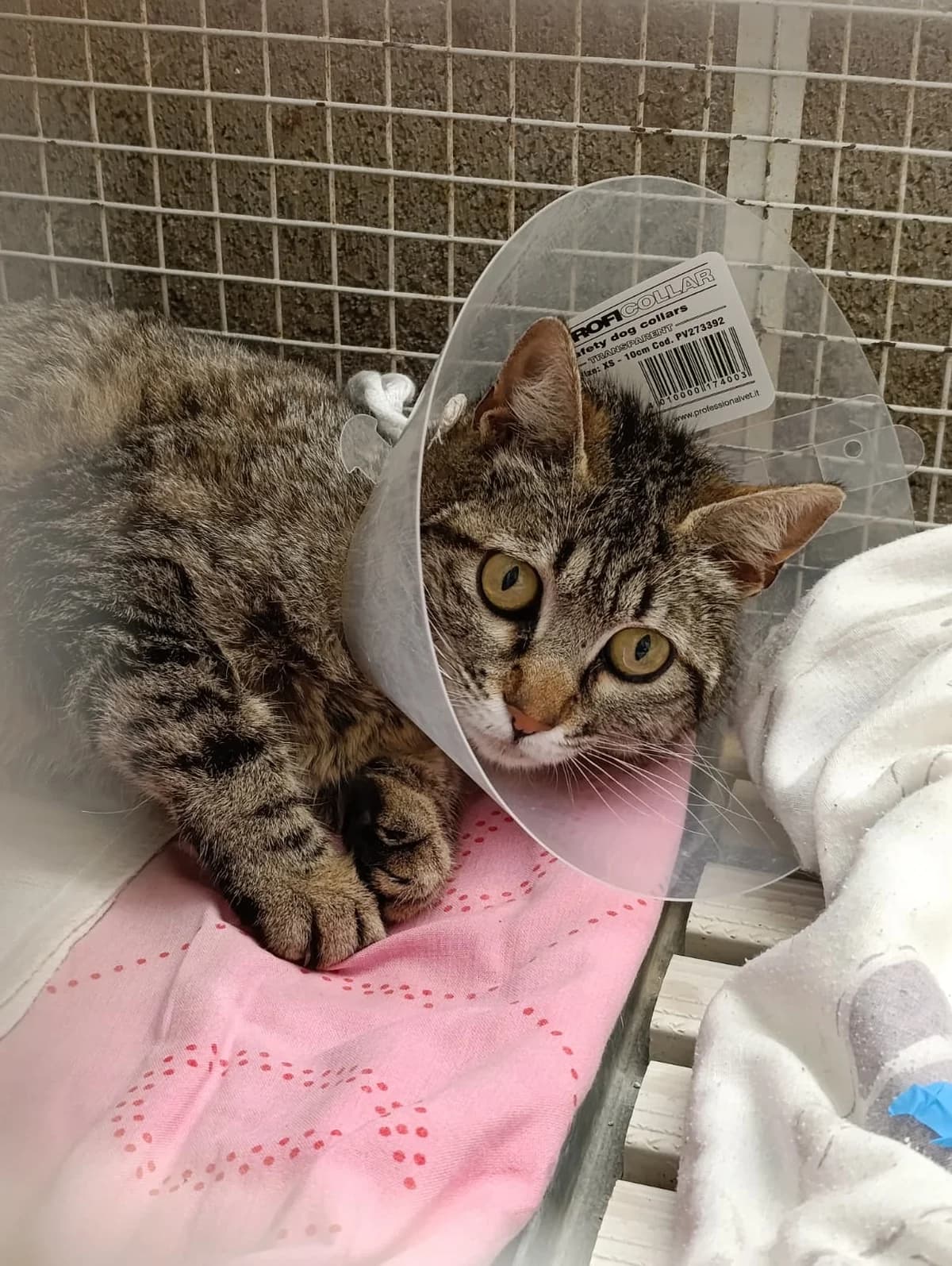 FRAGOLA, female European Shorthair for adoption at Associazione UNA — Genova, Genova