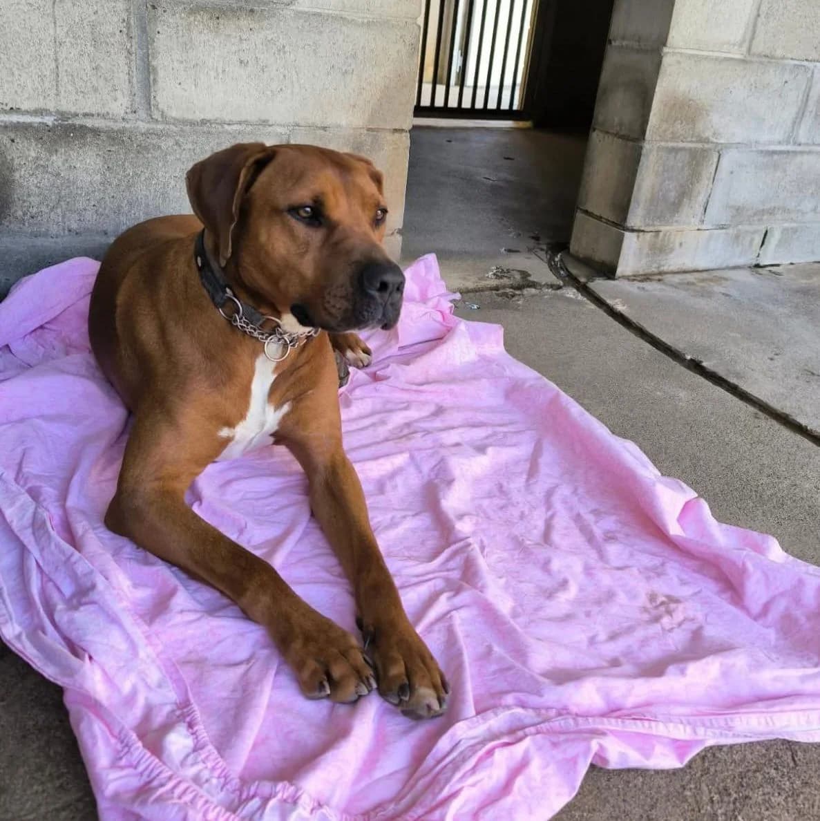 99CS/2026 HARRY, male 4yo mixed breed for adoption at Associazione UNA — Genova, Genova