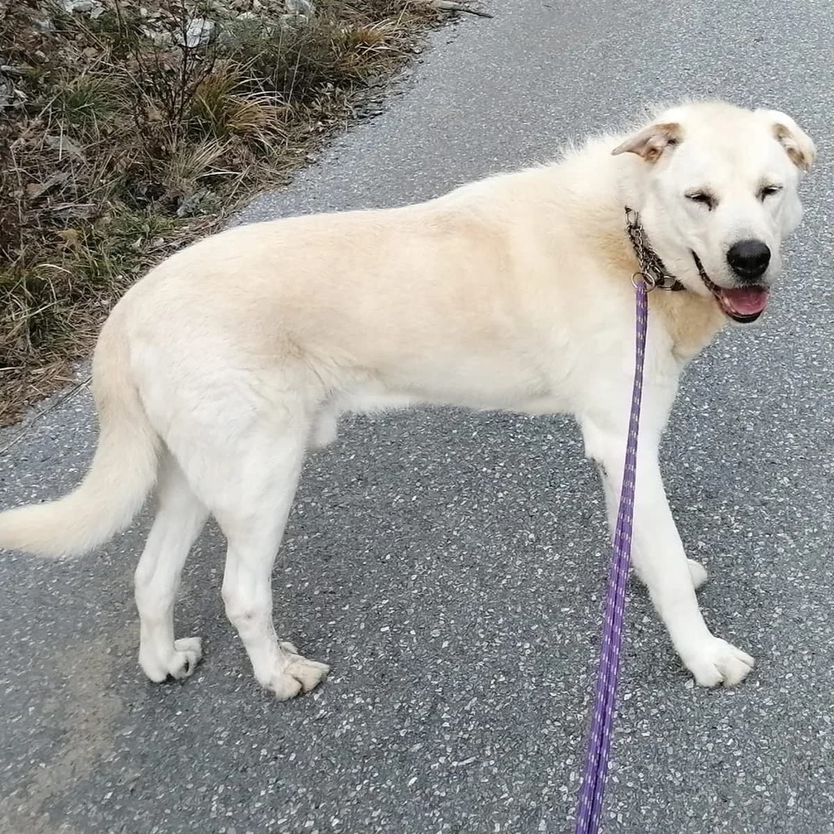 DREAM, male senior mixed breed for adoption at Associazione UNA — Genova, Genova