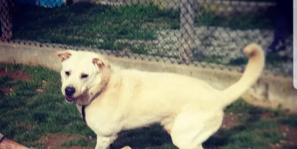 DREAM, male mixed breed for adoption at Associazione UNA — Genova, Genova — photo 2 of 2