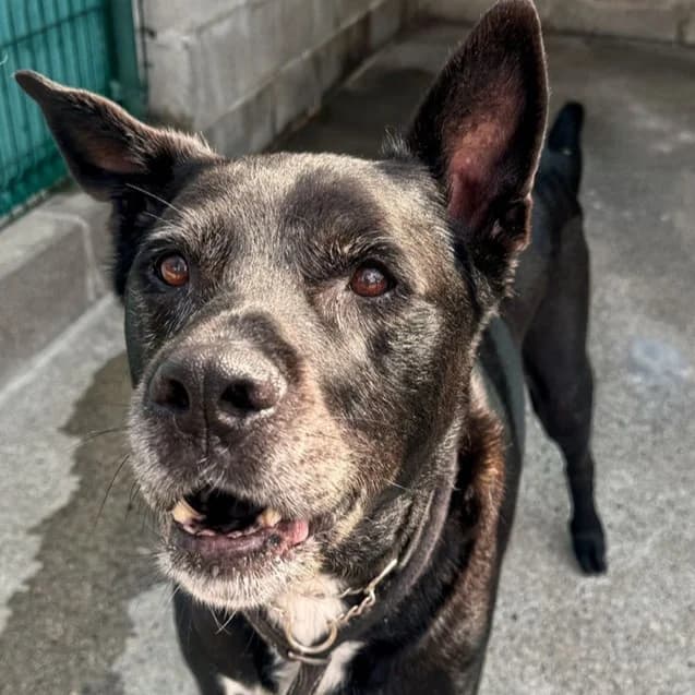GORDON, male senior mixed breed for adoption at Associazione UNA — Genova, Genova