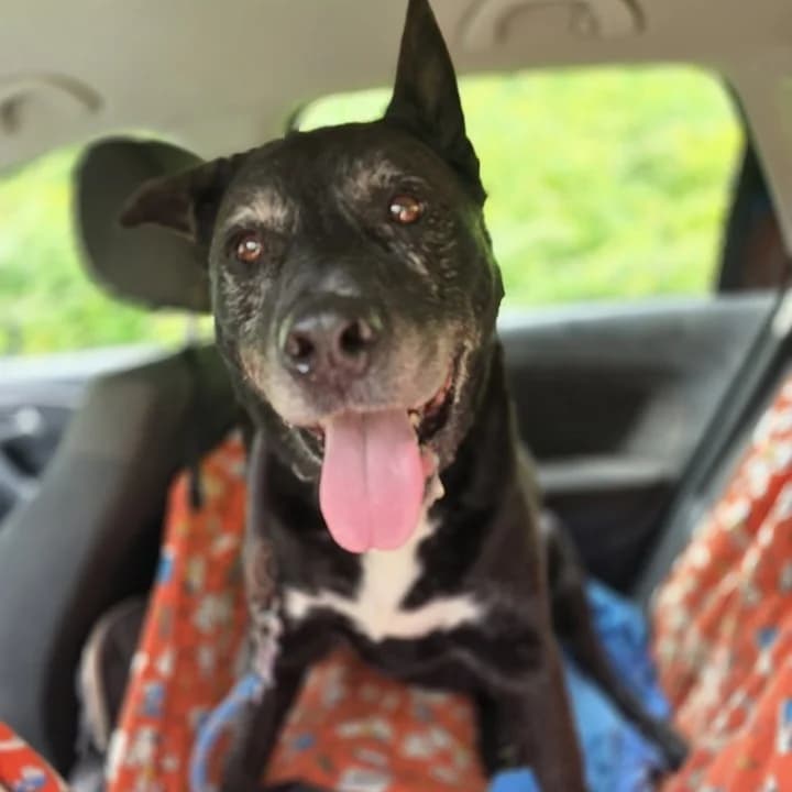 GORDON, male mixed breed for adoption at Associazione UNA — Genova, Genova — photo 2 of 3