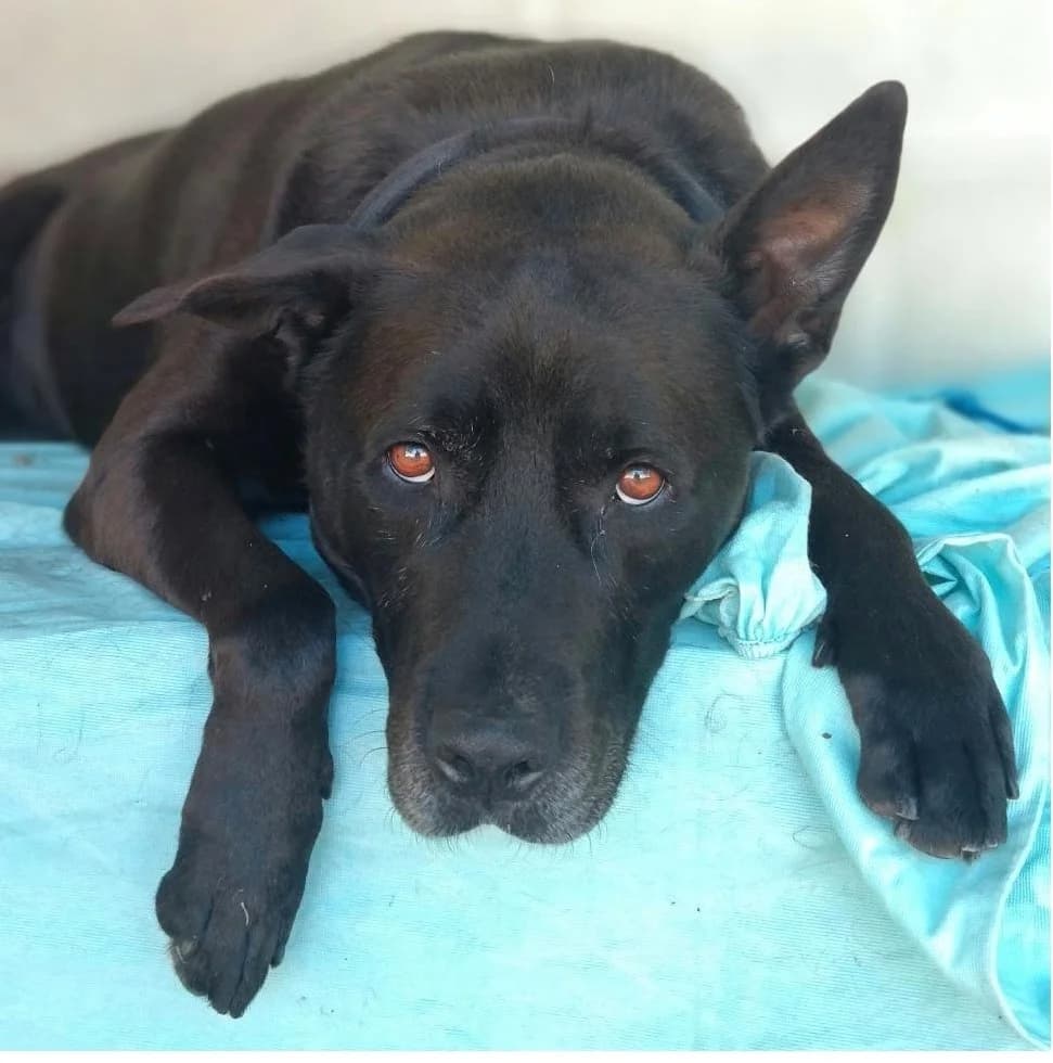 GORDON, male mixed breed for adoption at Associazione UNA — Genova, Genova — photo 3 of 3