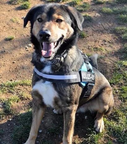 YAGO, male senior mixed breed for adoption at Associazione UNA — Genova, Genova