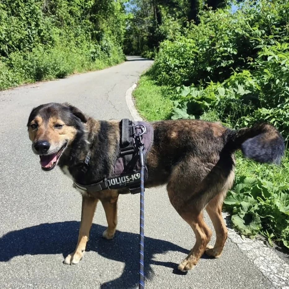 YAGO, male mixed breed for adoption at Associazione UNA — Genova, Genova — photo 2 of 3