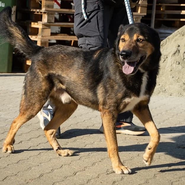 YAGO, male mixed breed for adoption at Associazione UNA — Genova, Genova — photo 3 of 3