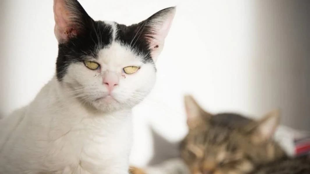 Adelaide, Bianco/Nero Sterilizzato: Si Testato fiv female puppy Mixed Breed for adoption at Baffi e Code