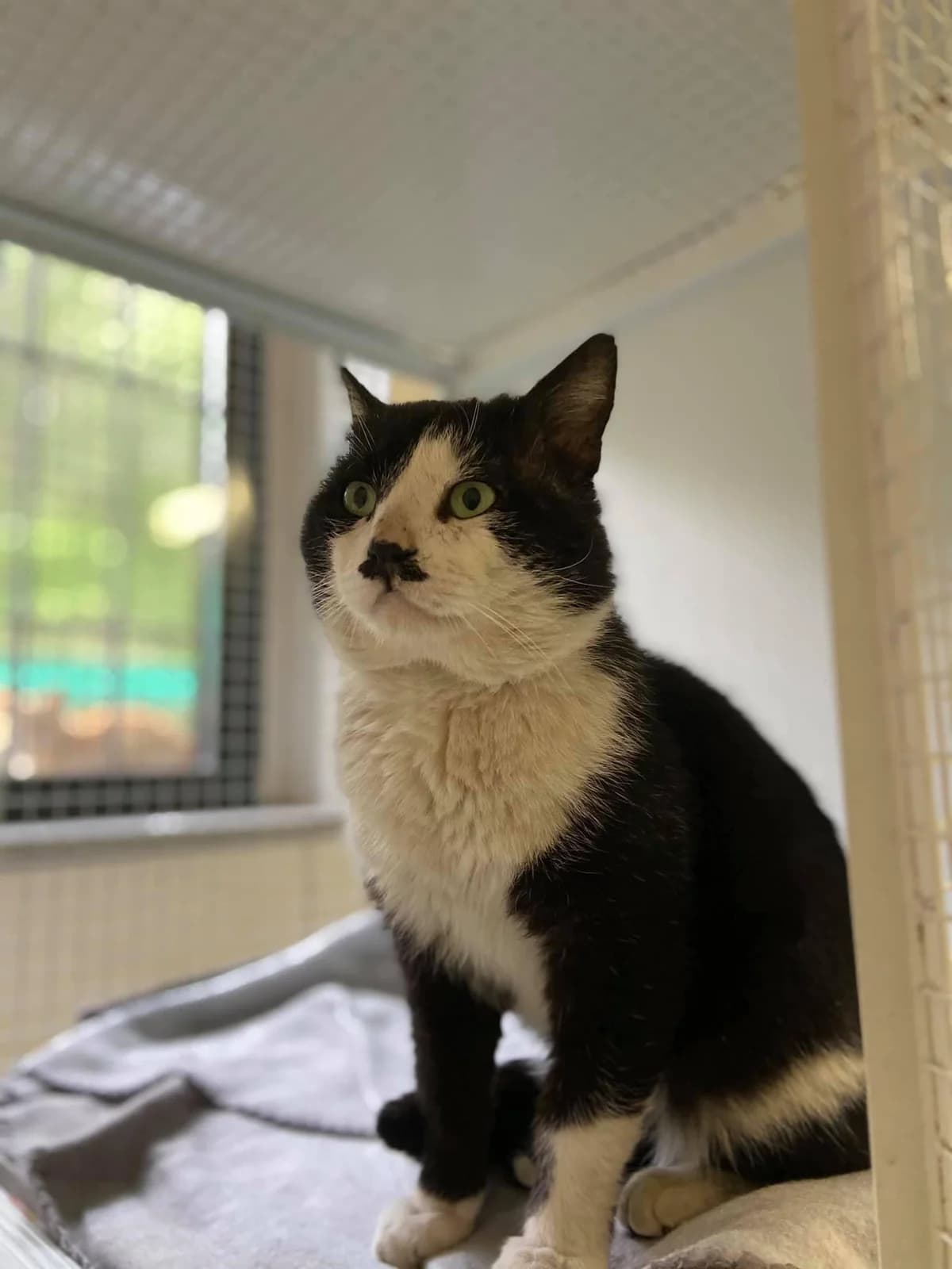 Chaplin, Nero-Bianco Sterilizzato: Si Testato fiv male Mixed Breed for adoption at Baffi e Code