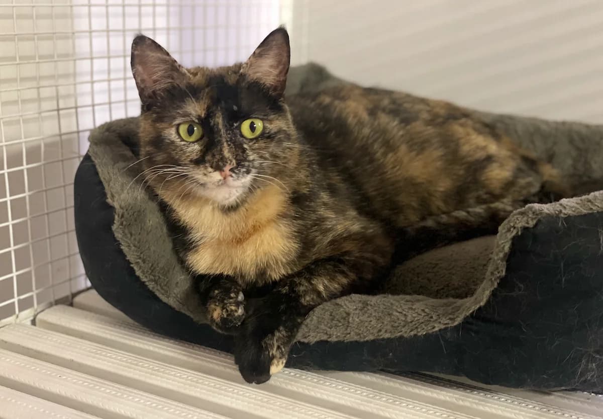 Elisa, Tricolore tortie Sterilizzato: Si Testat female Mixed Breed for adoption at Baffi e Code