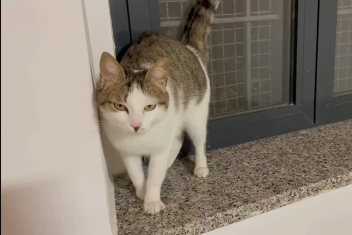 Nuvola, Tigrato Sterilizzato: Si Testato fiv/fel female Mixed Breed for adoption at Baffi e Code