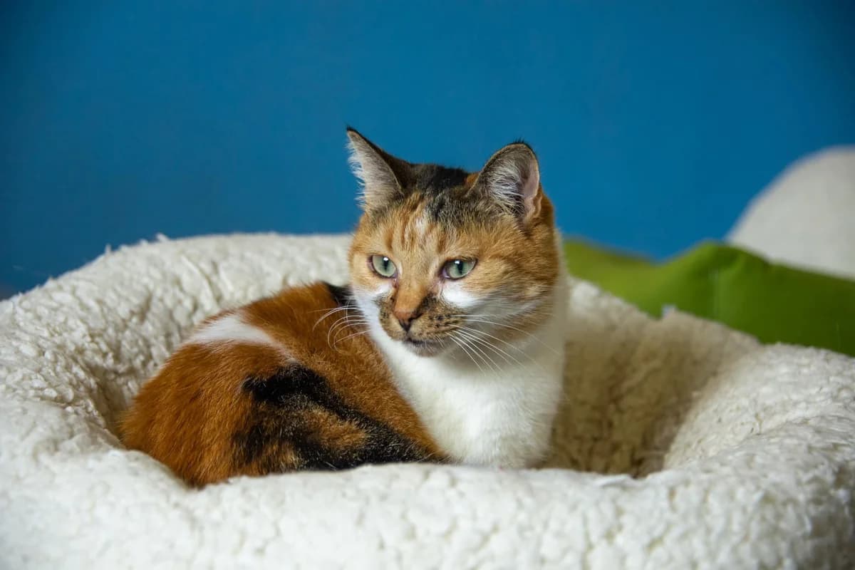 Primavera, Tricolore Sterilizzato: Si Testato fiv/f female Mixed Breed for adoption at Baffi e Code