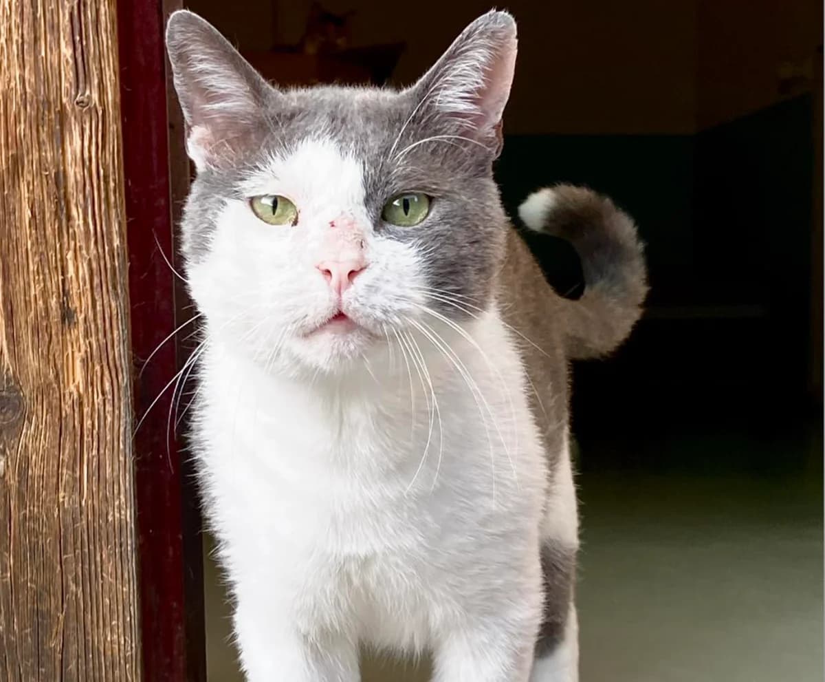 Silvano, Bianco/Grigio Sterilizzato: Si Testato f male Mixed Breed for adoption at Baffi e Code