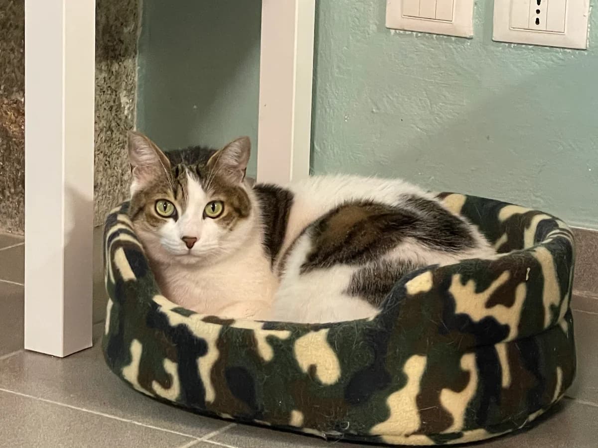 Silvestro, Bianco-Tigrato Sterilizzato: Si Testato male Mixed Breed for adoption at Baffi e Code