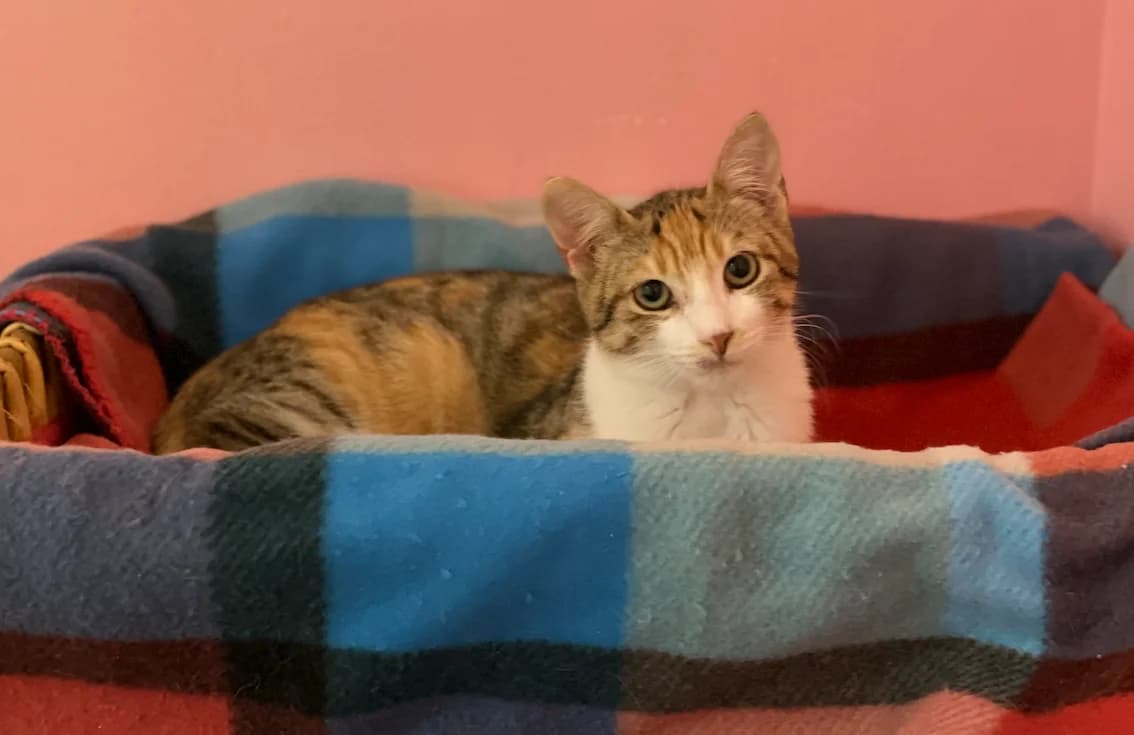 Teresina, Tigrato/Tricolore Sterilizzato: No – Ric female puppy Mixed Breed for adoption at Baffi e Code