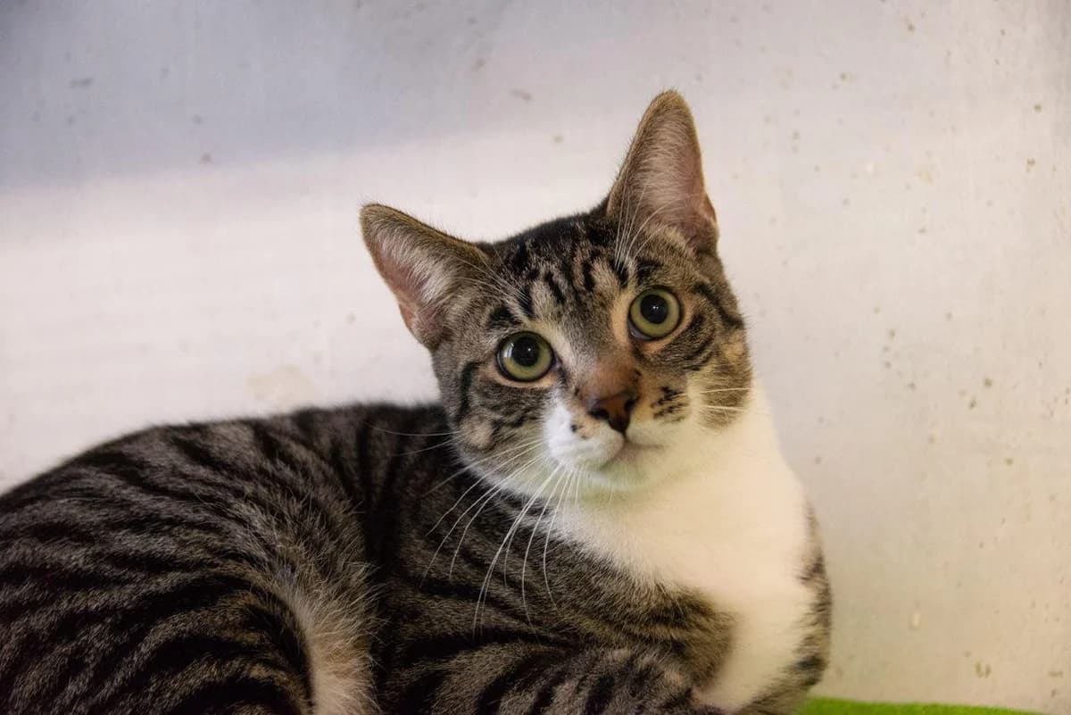 Titino, Tigrato Sterilizzato: Si Testato fiv/fel male Mixed Breed for adoption at Baffi e Code