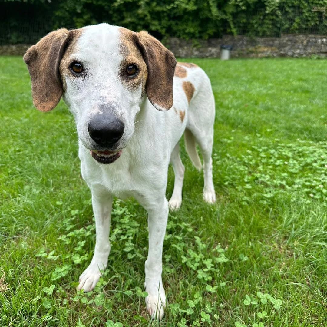 Bernie,  Mixed Breed for adoption at Buoncanile Onlus — Genova