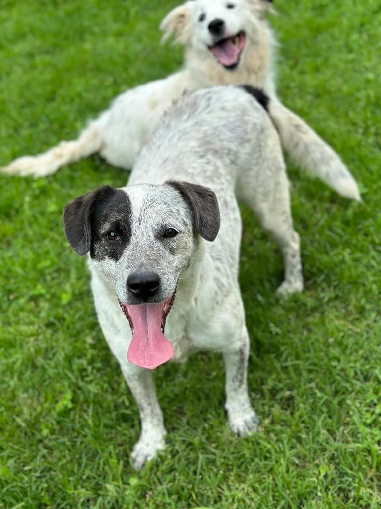 Carlotta,  Mixed Breed for adoption at Buoncanile Onlus — Genova