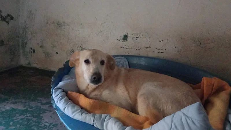 Greta,  senior Mixed Breed for adoption at Buoncanile Onlus — Genova, Genova GE
