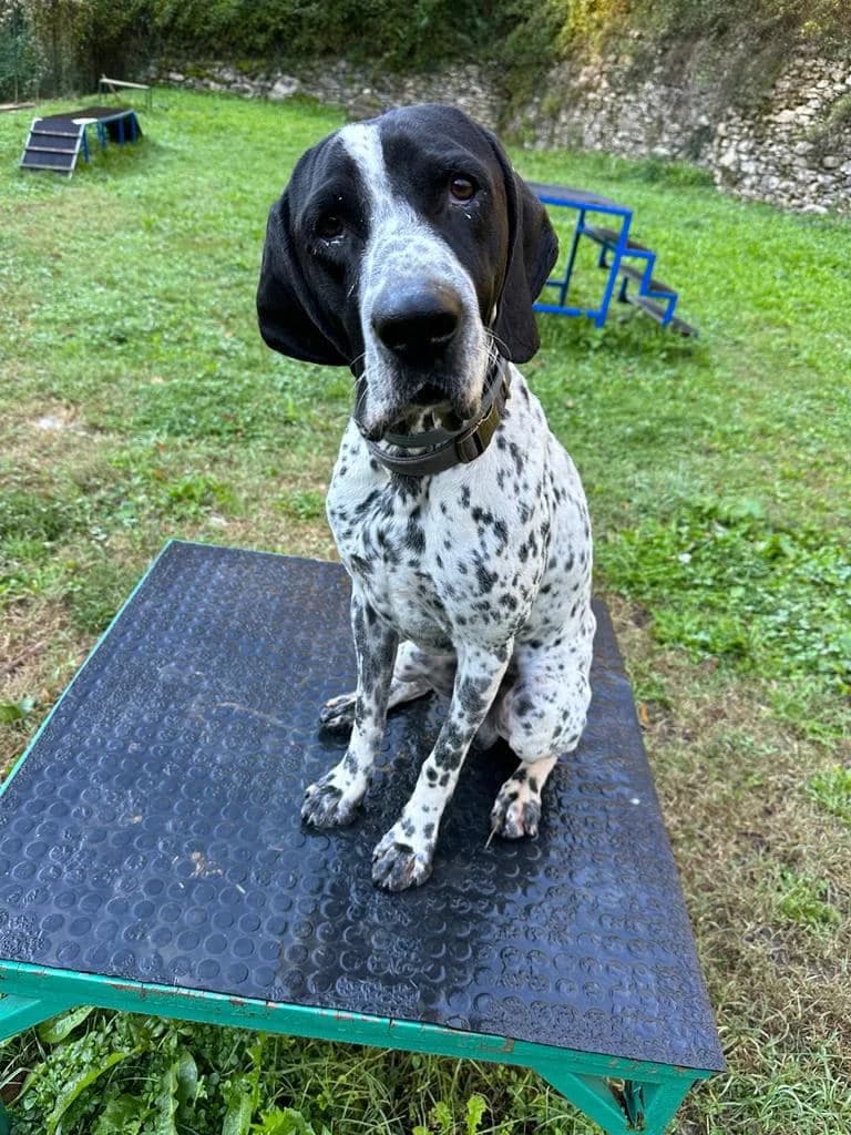 Pelè,  Mixed Breed for adoption at Buoncanile Onlus — Genova