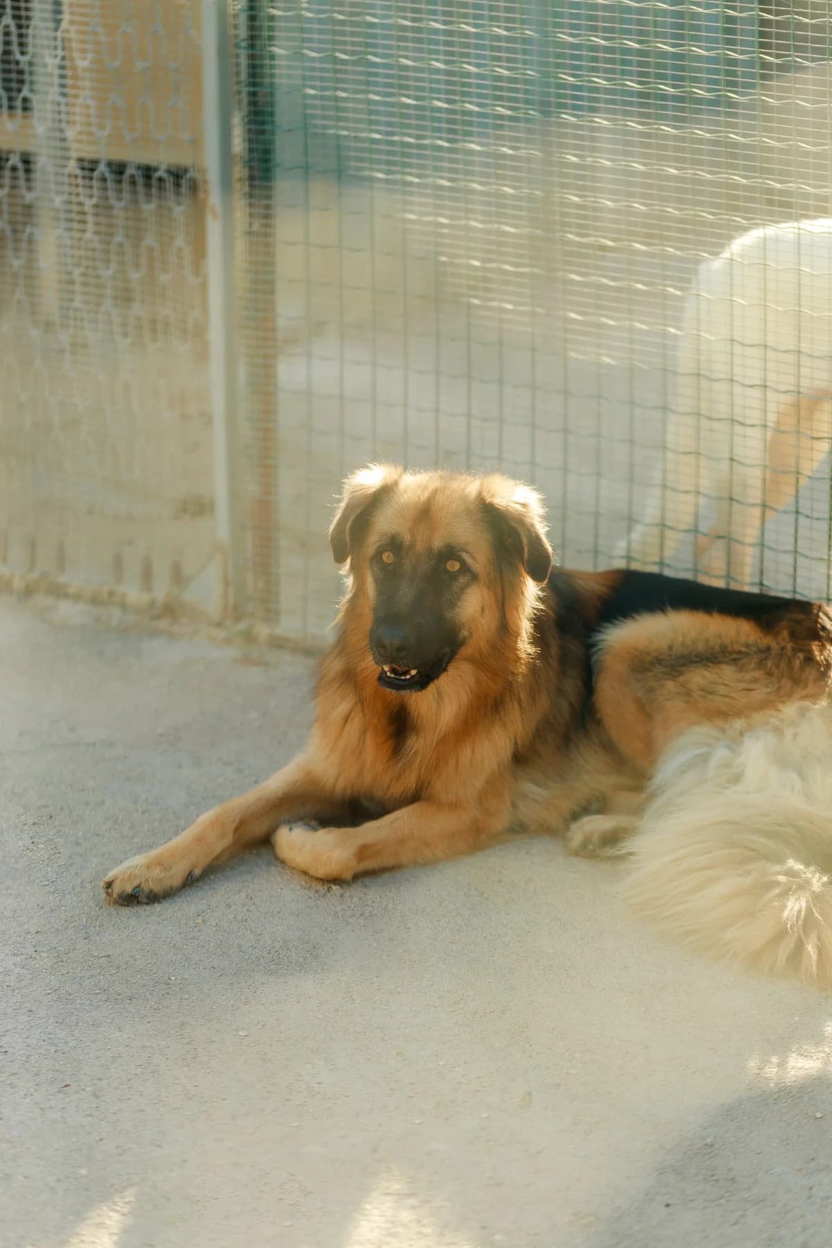 Alfredo, puppy Mixed Breed for adoption at Associazione Cani Liberi - Rifugio Canalba, Alba Adriatica TE