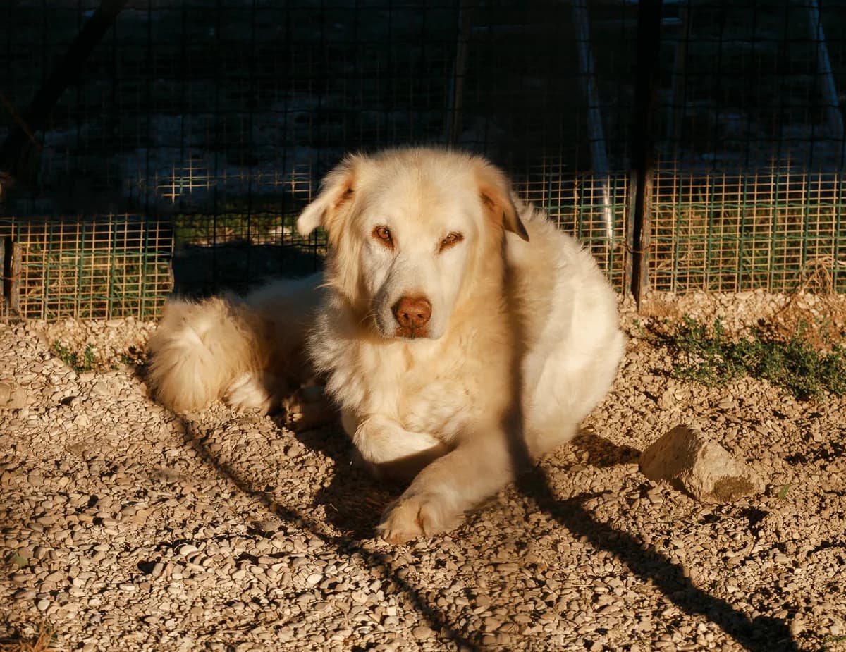 Dante, senior Mixed Breed for adoption at Associazione Cani Liberi - Rifugio Canalba, Alba Adriatica TE