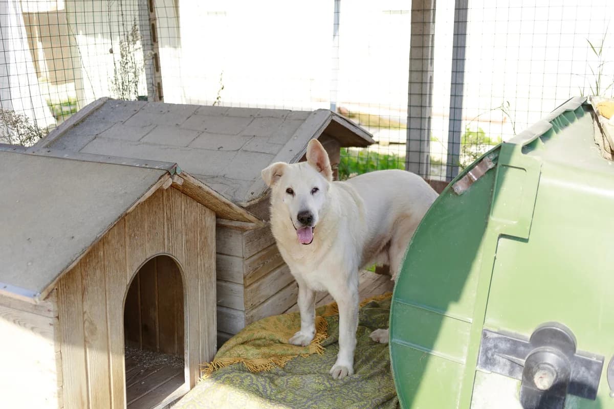 Douglas,  senior Mixed Breed for adoption at Associazione Cani Liberi - Rifugio Canalba, Alba Adriatica TE