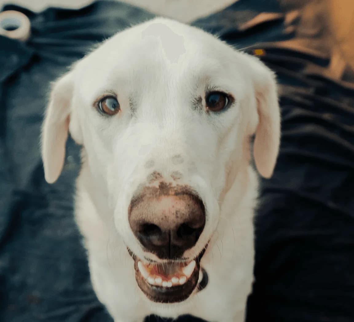 Lilli,  Mixed Breed for adoption at Associazione Cani Liberi - Rifugio Canalba