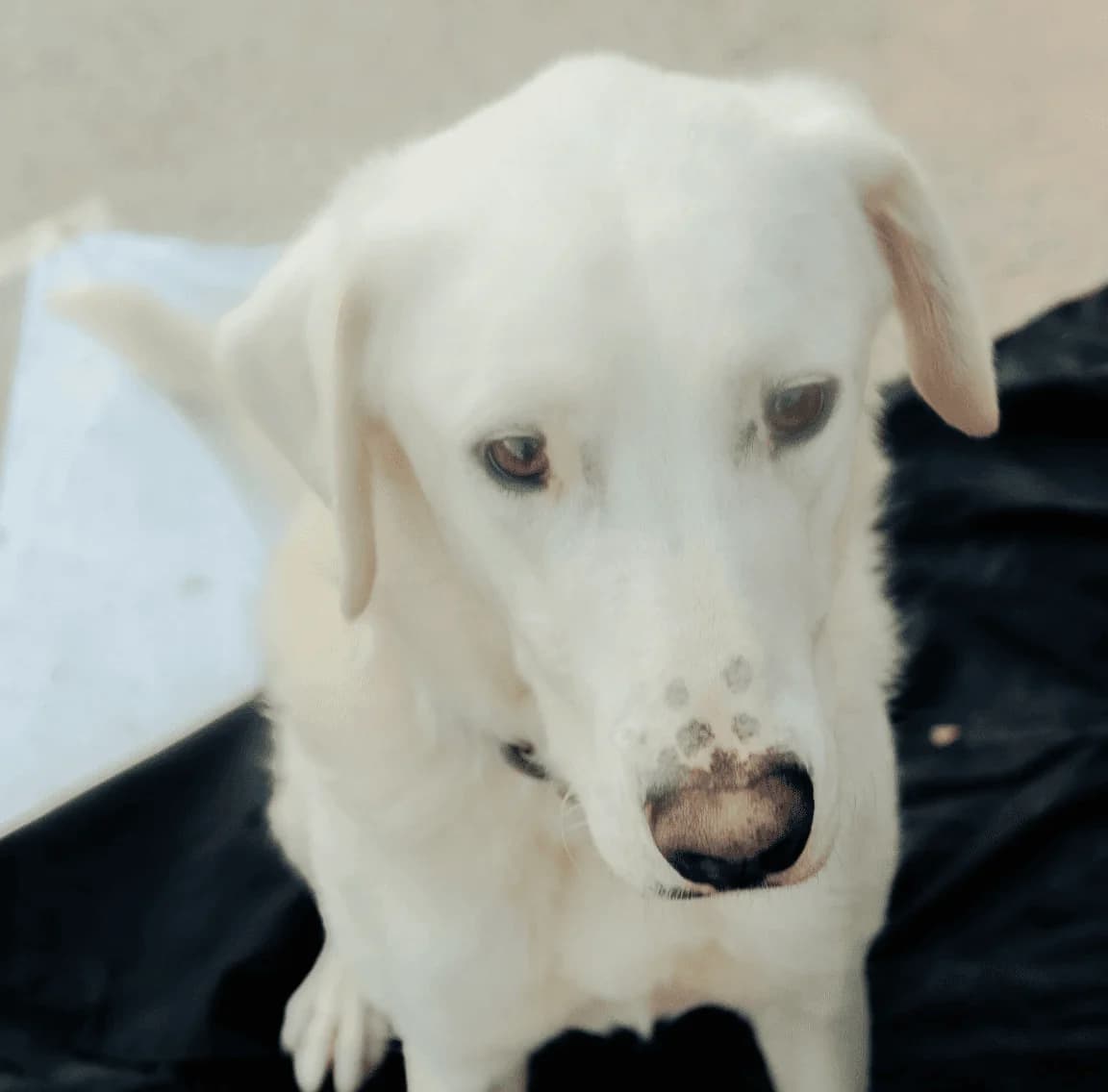 Lilli,  Mixed Breed for adoption at Associazione Cani Liberi - Rifugio Canalba — photo 2 of 3