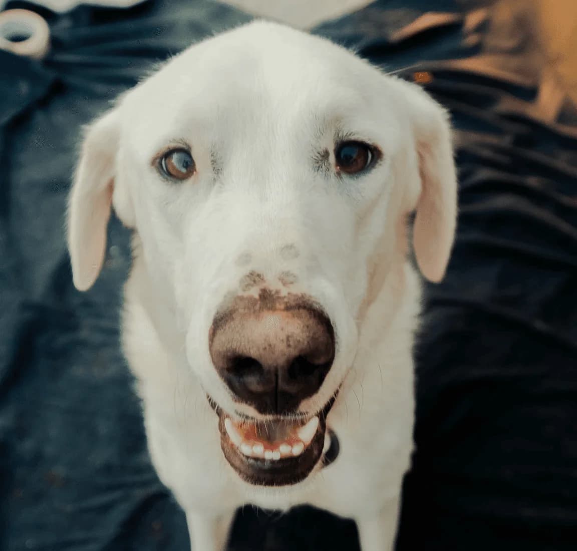 Lilli,  Mixed Breed for adoption at Associazione Cani Liberi - Rifugio Canalba — photo 3 of 3
