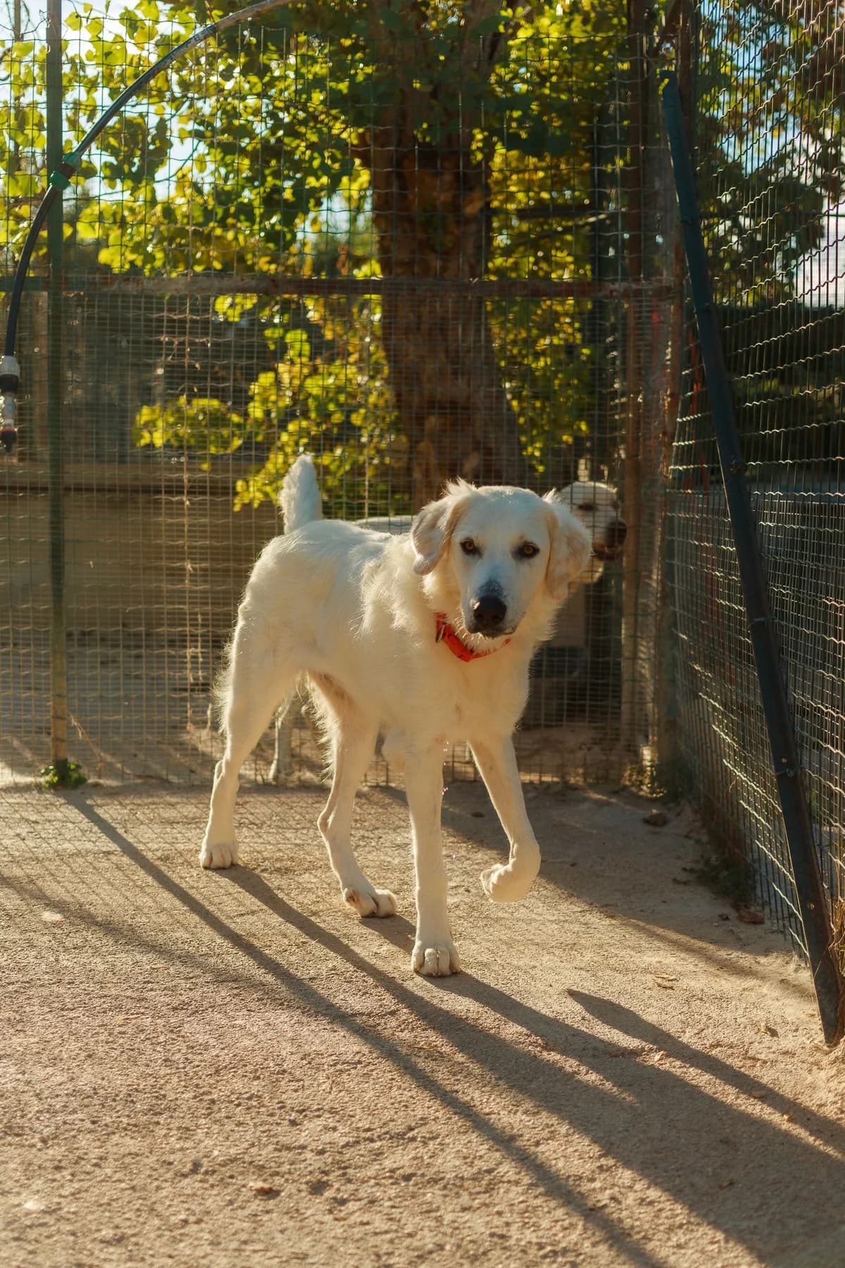 Luna, Mixed Breed for adoption at Associazione Cani Liberi - Rifugio Canalba, Alba Adriatica TE