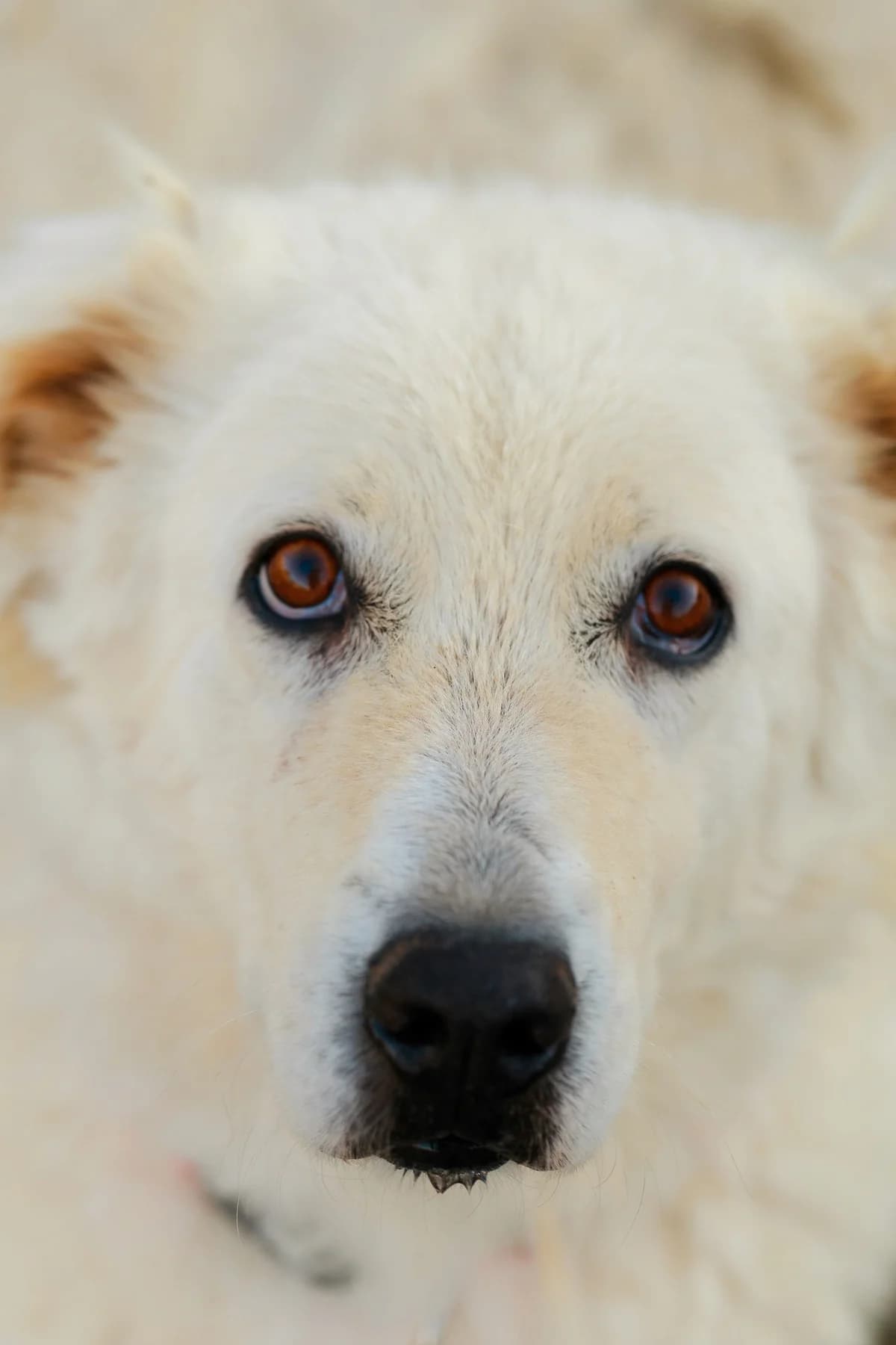Rebecca,  6yo Mixed Breed for adoption at Associazione Cani Liberi - Rifugio Canalba, Alba Adriatica TE