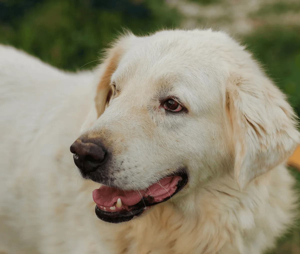 Romualdo,  3yo Mixed Breed for adoption at Associazione Cani Liberi - Rifugio Canalba, Alba Adriatica TE