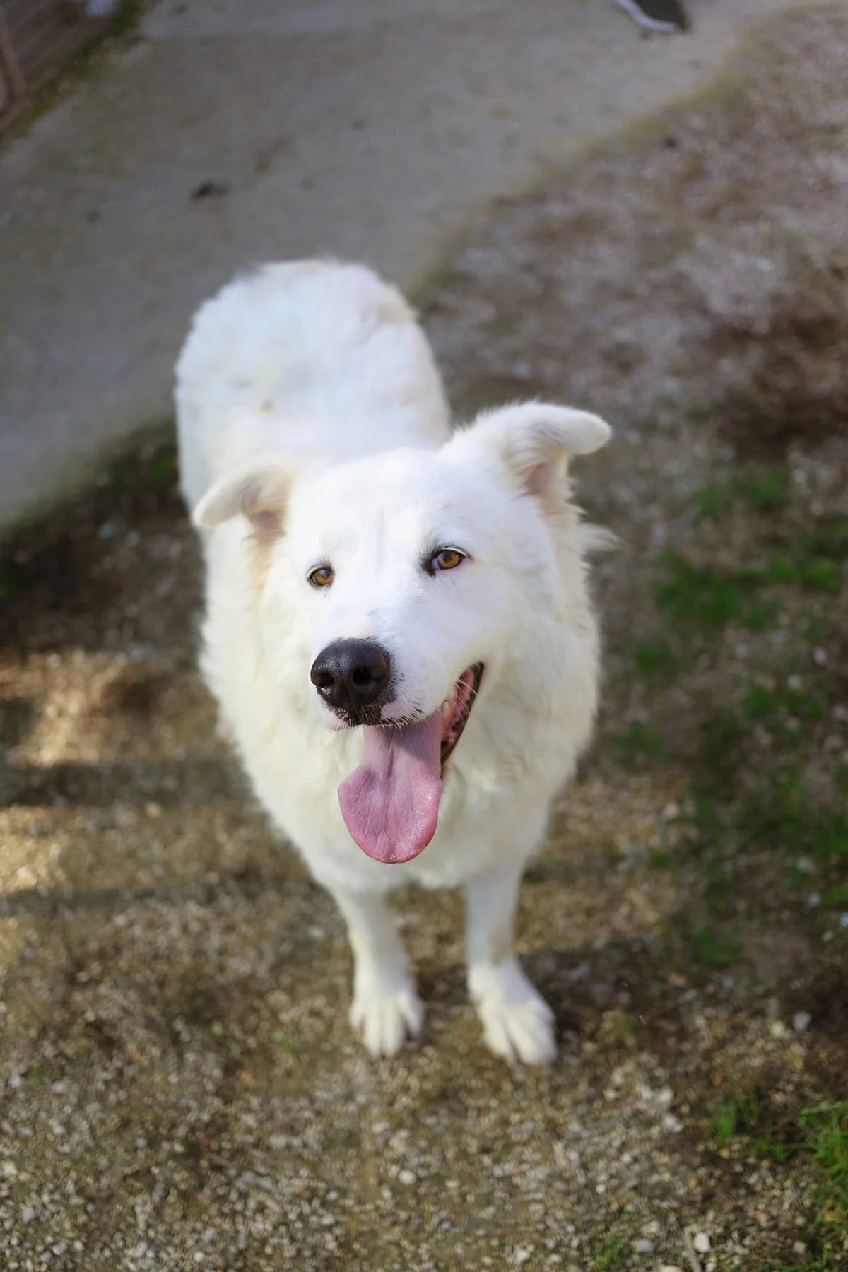 Rosa,  3yo Mixed Breed for adoption at Associazione Cani Liberi - Rifugio Canalba, Alba Adriatica TE
