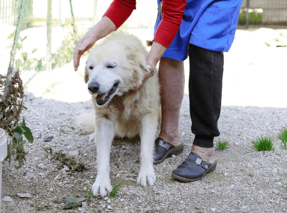Solidea,  senior Mixed Breed for adoption at Associazione Cani Liberi - Rifugio Canalba, Alba Adriatica TE