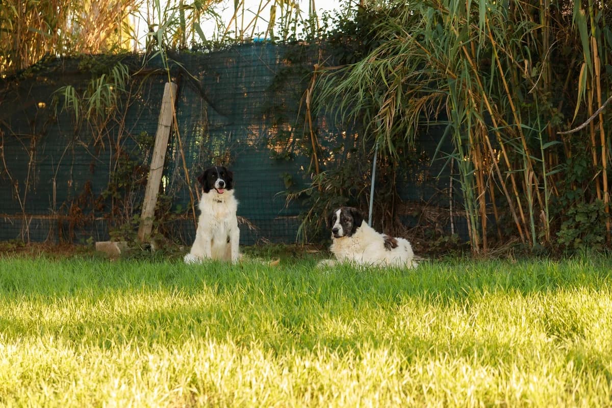 Tora,  4yo Mixed Breed for adoption at Associazione Cani Liberi - Rifugio Canalba, Alba Adriatica TE