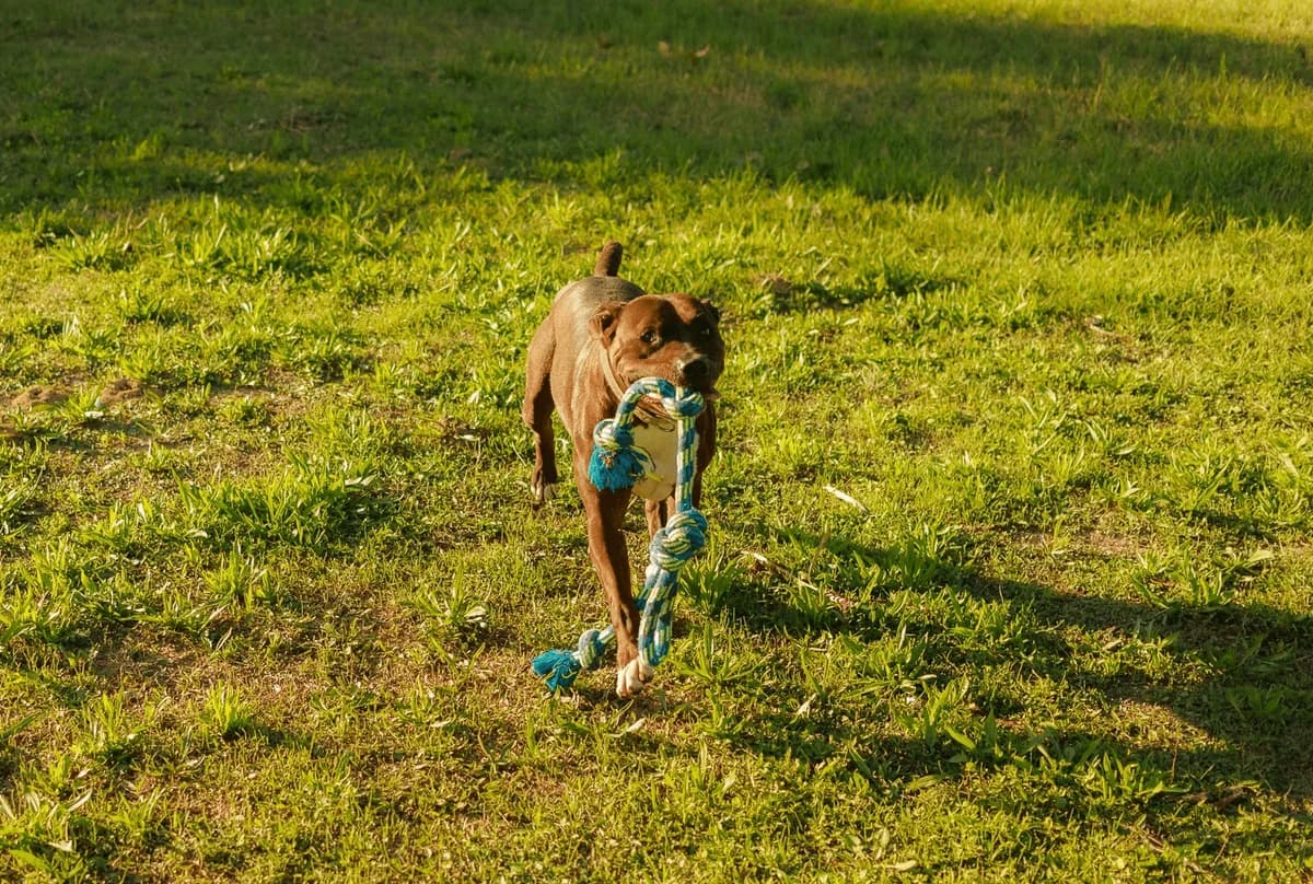 Tyson, senior Mixed Breed for adoption at Associazione Cani Liberi - Rifugio Canalba, Alba Adriatica TE