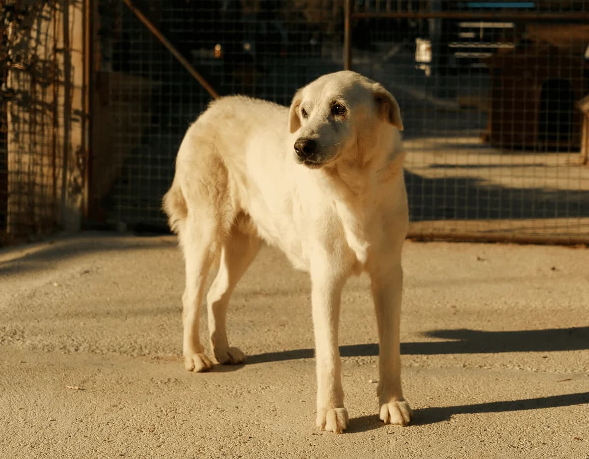 Ulisse, senior Mixed Breed for adoption at Associazione Cani Liberi - Rifugio Canalba, Alba Adriatica TE